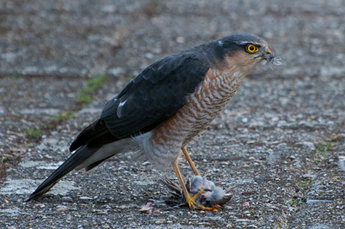 Een Sperwer in de tuin