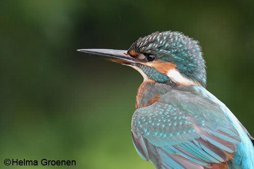 Om 05:15 uur op: vogelringen in de Ooij