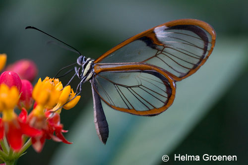 De nieuwe Mangrovehal van Burgers’ Zoo