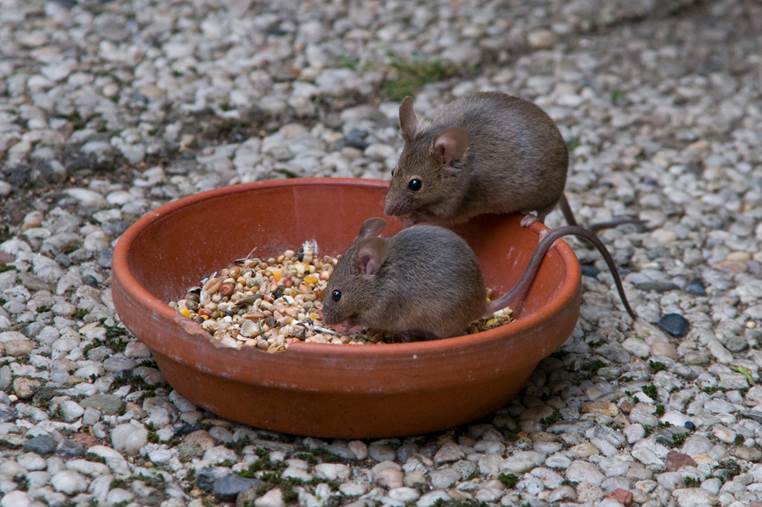 Mijn foto van Huismuizen in de krant